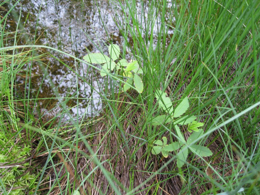 Potentilla palustris